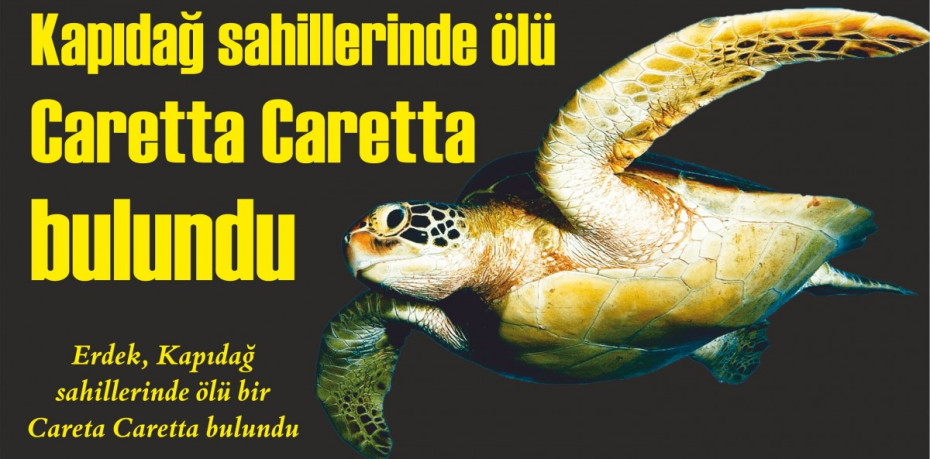 Kapıdağ sahillerinde ölü Caretta Caretta bulundu