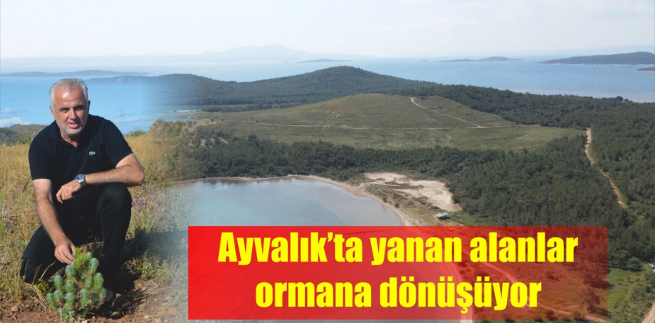 Ayvalık’ta yanan alanlar ormana dönüşüyor