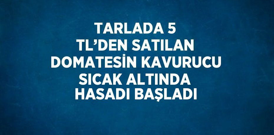 TARLADA 5 TL’DEN SATILAN DOMATESİN KAVURUCU SICAK ALTINDA HASADI BAŞLADI