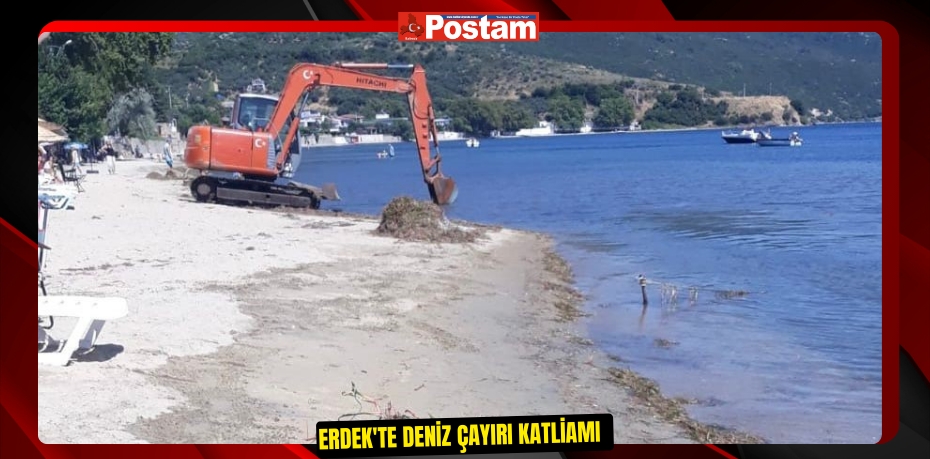 Erdek'te deniz çayırı katliamı  