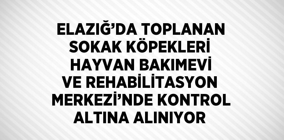 ELAZIĞ’DA TOPLANAN SOKAK KÖPEKLERİ HAYVAN BAKIMEVİ VE REHABİLİTASYON MERKEZİ’NDE KONTROL ALTINA ALINIYOR