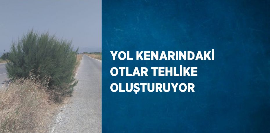 YOL KENARINDAKİ OTLAR TEHLİKE OLUŞTURUYOR