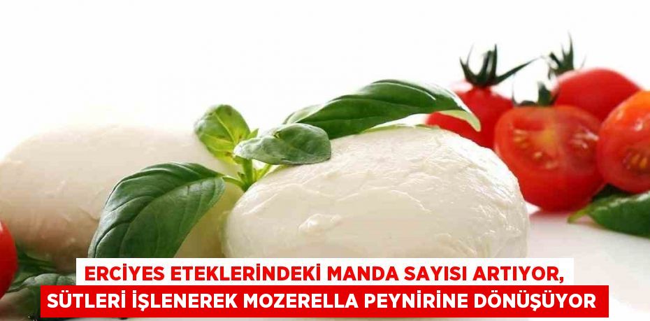 ERCİYES ETEKLERİNDEKİ MANDA SAYISI ARTIYOR, SÜTLERİ İŞLENEREK MOZERELLA PEYNİRİNE DÖNÜŞÜYOR