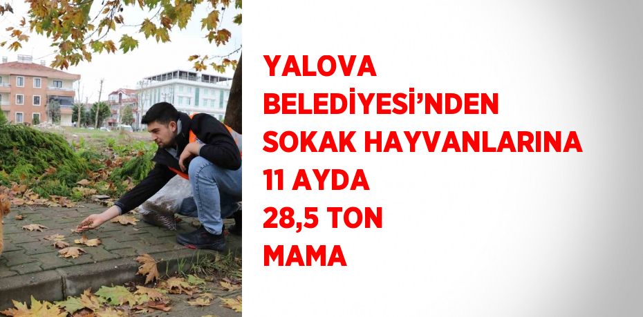 YALOVA BELEDİYESİ’NDEN SOKAK HAYVANLARINA 11 AYDA 28,5 TON MAMA