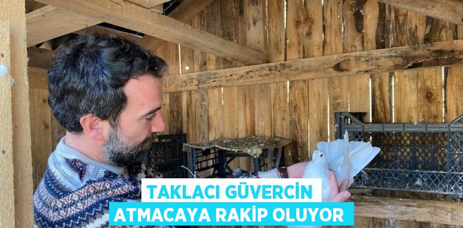 TAKLACI GÜVERCİN ATMACAYA RAKİP OLUYOR