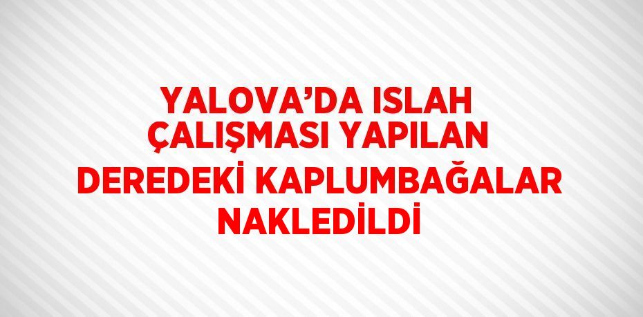 YALOVA’DA ISLAH ÇALIŞMASI YAPILAN DEREDEKİ KAPLUMBAĞALAR NAKLEDİLDİ