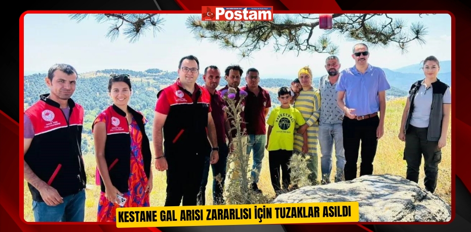 Kestane gal arısı zararlısı için tuzaklar asıldı  