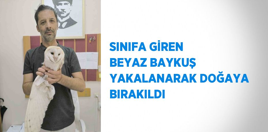 SINIFA GİREN BEYAZ BAYKUŞ YAKALANARAK DOĞAYA BIRAKILDI