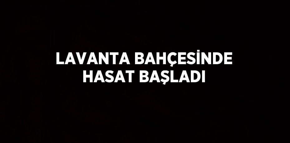 LAVANTA BAHÇESİNDE HASAT BAŞLADI