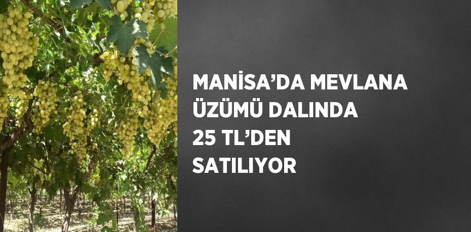 MANİSA’DA MEVLANA ÜZÜMÜ DALINDA 25 TL’DEN SATILIYOR