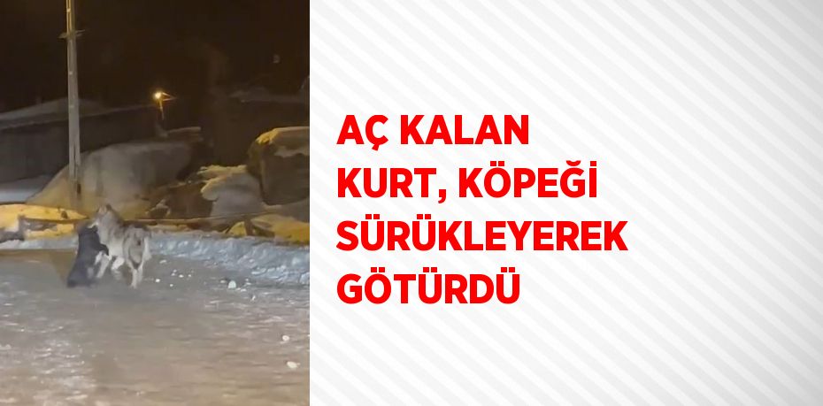 AÇ KALAN KURT, KÖPEĞİ SÜRÜKLEYEREK GÖTÜRDÜ