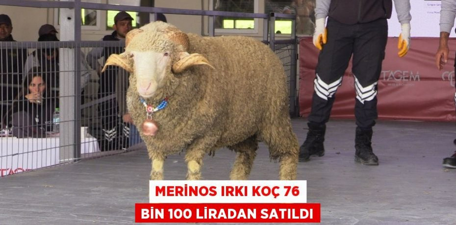 Merinos ırkı koç 76 bin 100 liradan satıldı