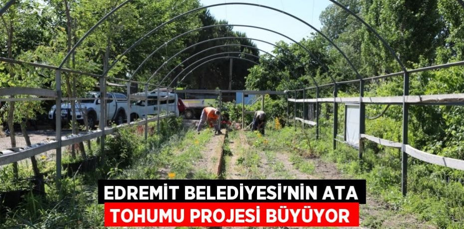 Edremit Belediyesi’nin ata tohumu projesi büyüyor