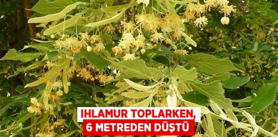 Ihlamur toplarken, 6 metreden düştü