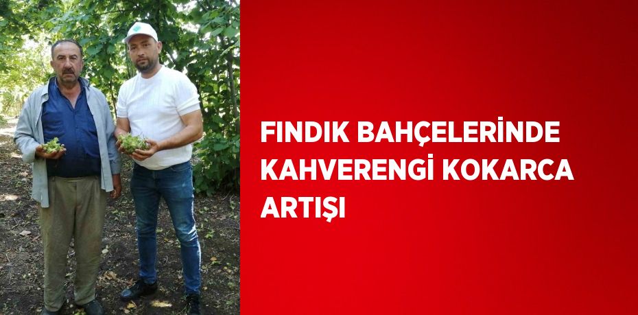 FINDIK BAHÇELERİNDE KAHVERENGİ KOKARCA ARTIŞI