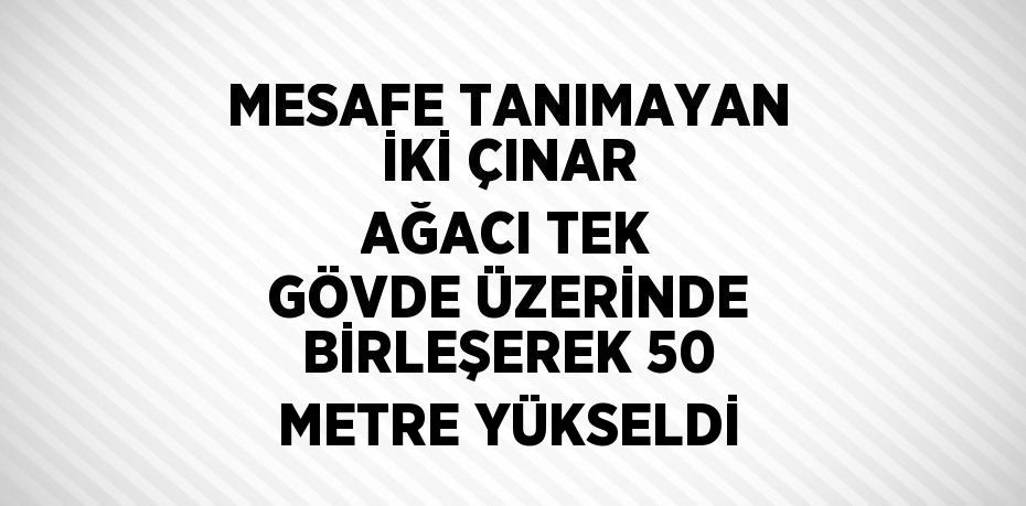 MESAFE TANIMAYAN İKİ ÇINAR AĞACI TEK GÖVDE ÜZERİNDE BİRLEŞEREK 50 METRE YÜKSELDİ