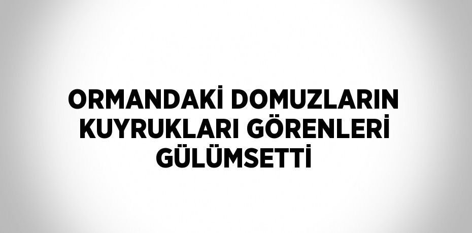 ORMANDAKİ DOMUZLARIN KUYRUKLARI GÖRENLERİ GÜLÜMSETTİ