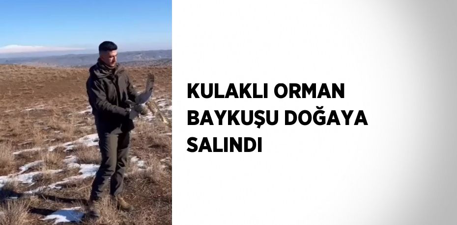 KULAKLI ORMAN BAYKUŞU DOĞAYA SALINDI