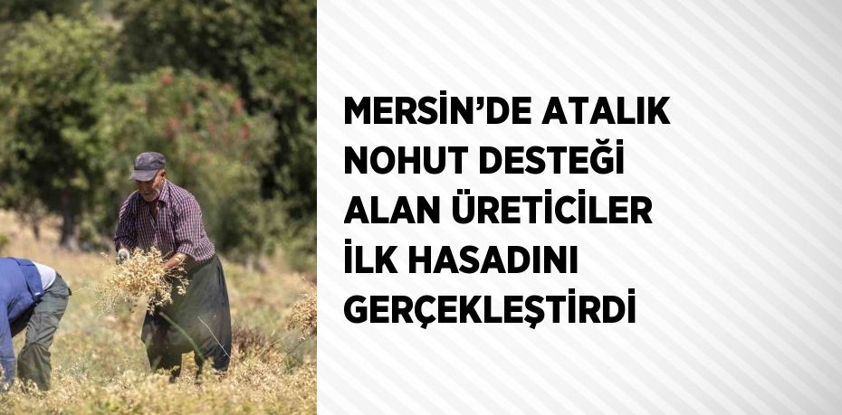 MERSİN’DE ATALIK NOHUT DESTEĞİ ALAN ÜRETİCİLER İLK HASADINI GERÇEKLEŞTİRDİ