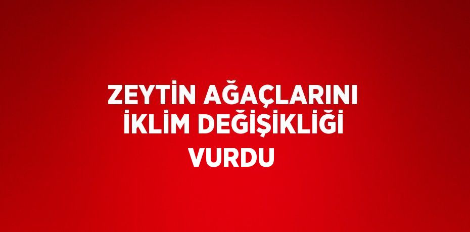 ZEYTİN AĞAÇLARINI İKLİM DEĞİŞİKLİĞİ VURDU