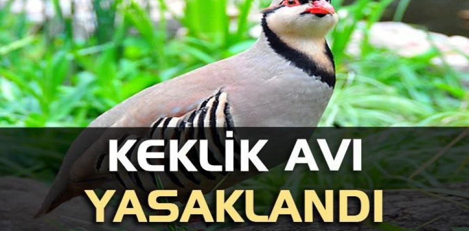 Balıkesir’de Keklik Avlamak Yasaklandı