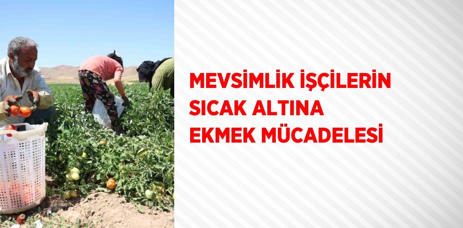 MEVSİMLİK İŞÇİLERİN SICAK ALTINA EKMEK MÜCADELESİ