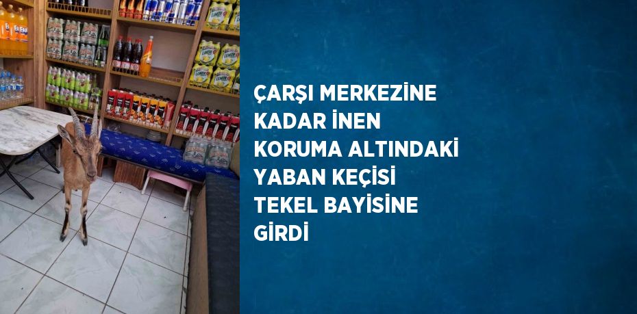 ÇARŞI MERKEZİNE KADAR İNEN KORUMA ALTINDAKİ YABAN KEÇİSİ TEKEL BAYİSİNE GİRDİ