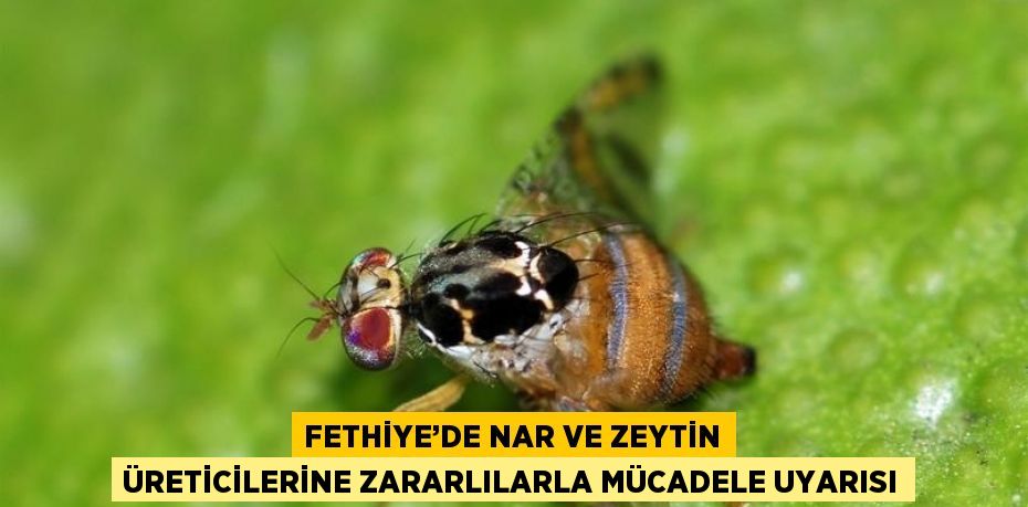 FETHİYE’DE NAR VE ZEYTİN ÜRETİCİLERİNE ZARARLILARLA MÜCADELE UYARISI