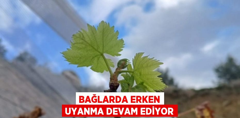 BAĞLARDA ERKEN UYANMA DEVAM EDİYOR