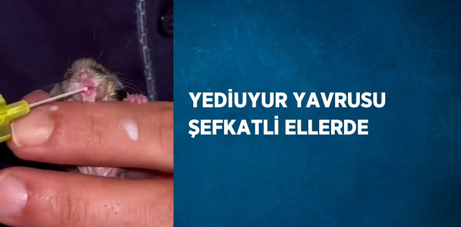 YEDİUYUR YAVRUSU ŞEFKATLİ ELLERDE