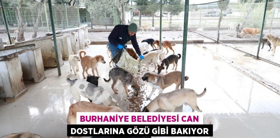 Burhaniye Belediyesi can dostlarına gözü gibi bakıyor