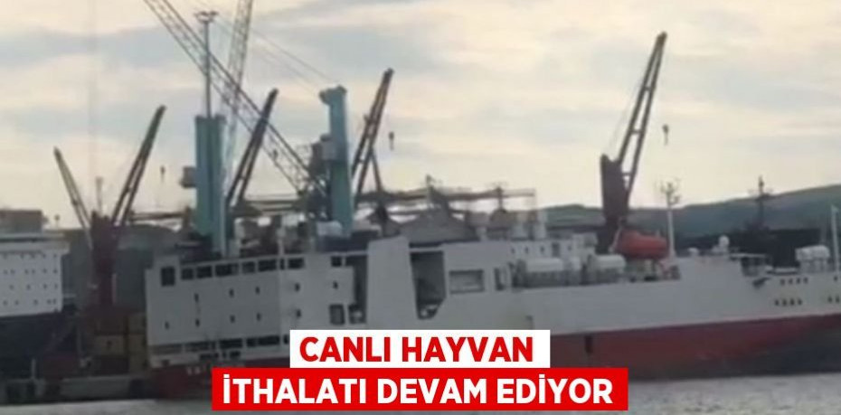 Canlı hayvan ithalatı devam ediyor