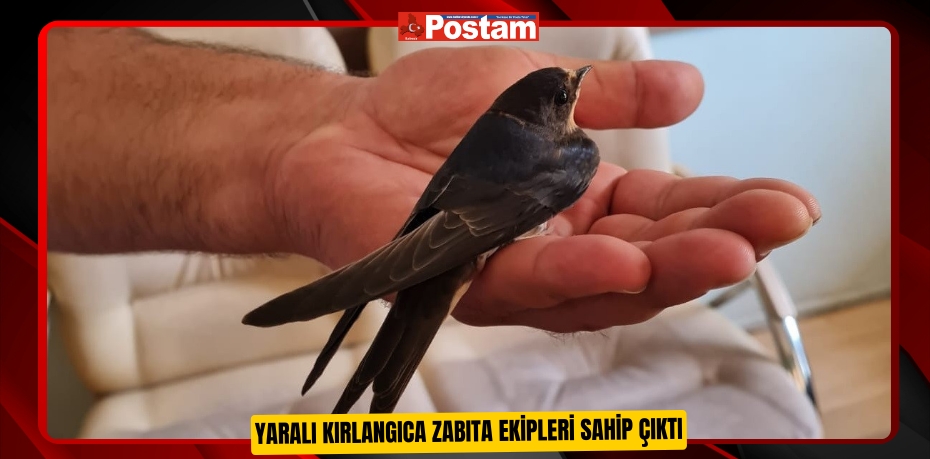 Yaralı kırlangıca zabıta ekipleri sahip çıktı  