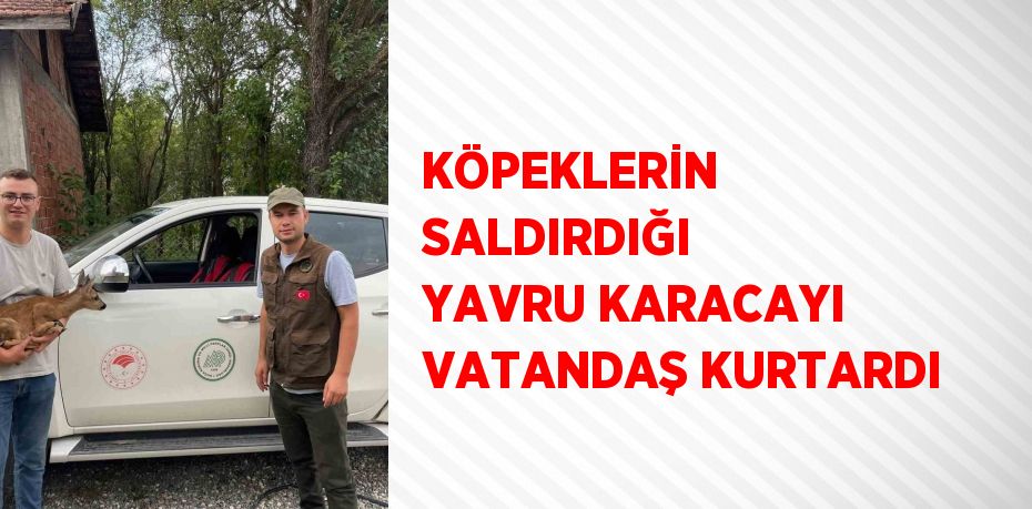 KÖPEKLERİN SALDIRDIĞI YAVRU KARACAYI VATANDAŞ KURTARDI