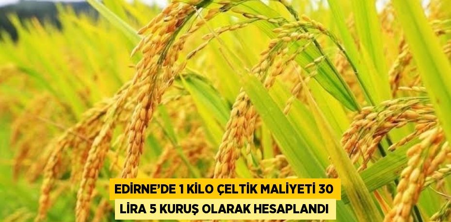 EDİRNE’DE 1 KİLO ÇELTİK MALİYETİ 30 LİRA 5 KURUŞ OLARAK HESAPLANDI