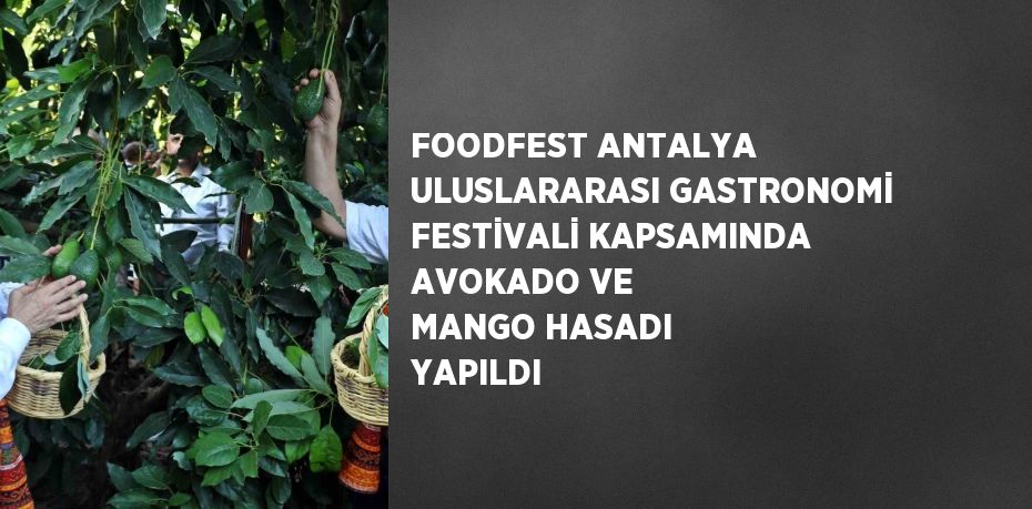 FOODFEST ANTALYA ULUSLARARASI GASTRONOMİ FESTİVALİ KAPSAMINDA AVOKADO VE MANGO HASADI YAPILDI