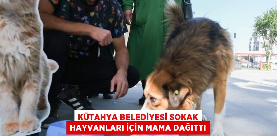 KÜTAHYA BELEDİYESİ SOKAK HAYVANLARI İÇİN MAMA DAĞITTI