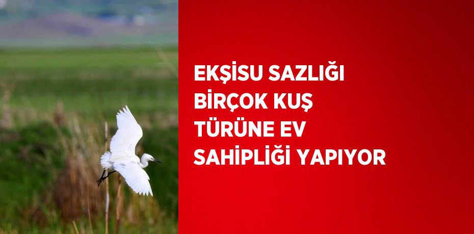 EKŞİSU SAZLIĞI BİRÇOK KUŞ TÜRÜNE EV SAHİPLİĞİ YAPIYOR