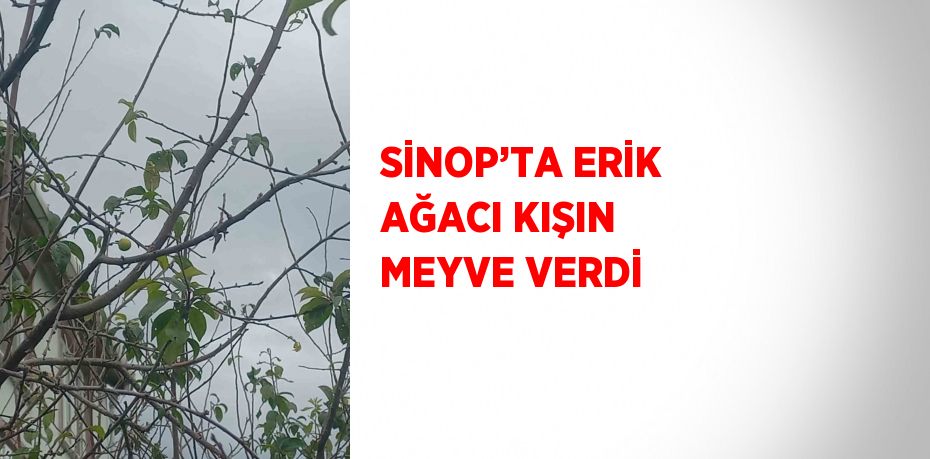 SİNOP’TA ERİK AĞACI KIŞIN MEYVE VERDİ