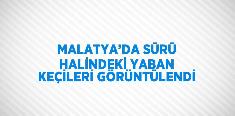 MALATYA’DA SÜRÜ HALİNDEKİ YABAN KEÇİLERİ GÖRÜNTÜLENDİ