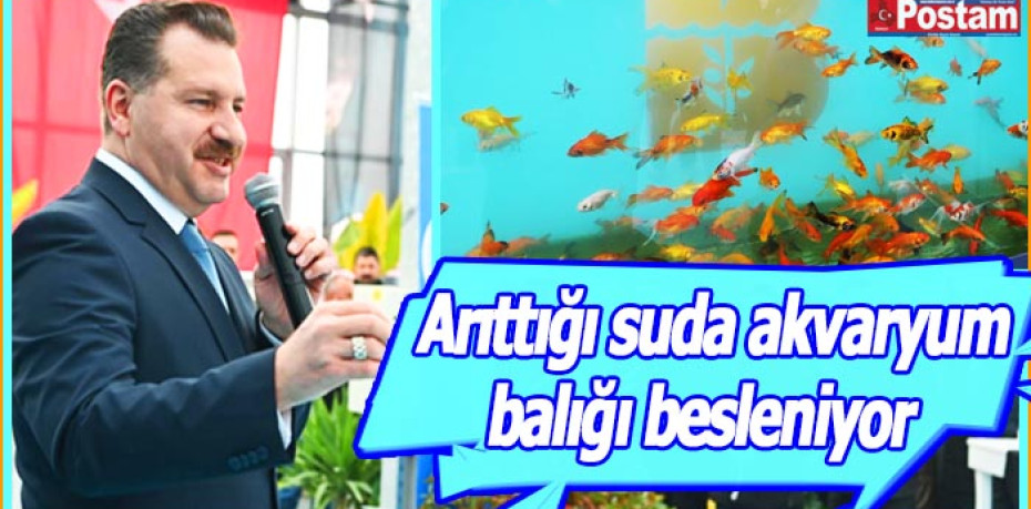 Arıttığı suda akvaryum balığı besleniyor