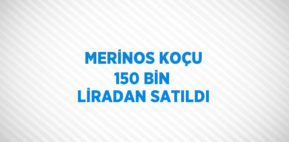 MERİNOS KOÇU 150 BİN LİRADAN SATILDI