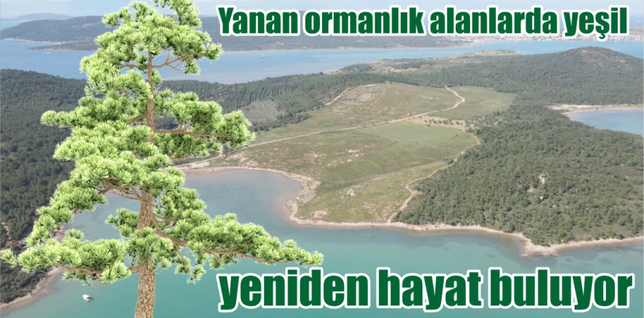 Yanan ormanlık alanlarda yeşil yeniden hayat buluyor