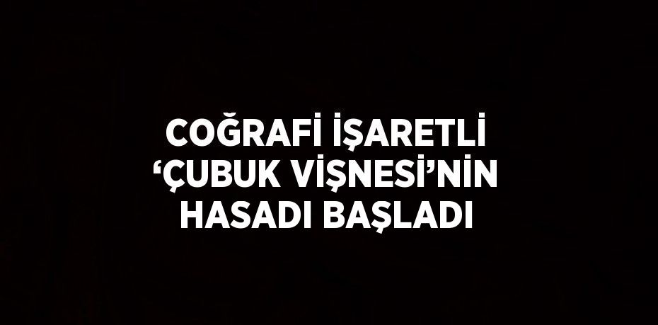 COĞRAFİ İŞARETLİ ‘ÇUBUK VİŞNESİ’NİN HASADI BAŞLADI