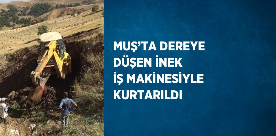 MUŞ’TA DEREYE DÜŞEN İNEK İŞ MAKİNESİYLE KURTARILDI