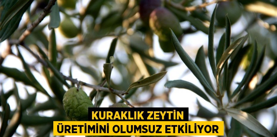 Kuraklık zeytin üretimini olumsuz etkiliyor