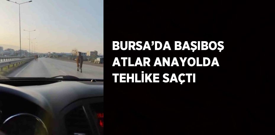 BURSA’DA BAŞIBOŞ ATLAR ANAYOLDA TEHLİKE SAÇTI