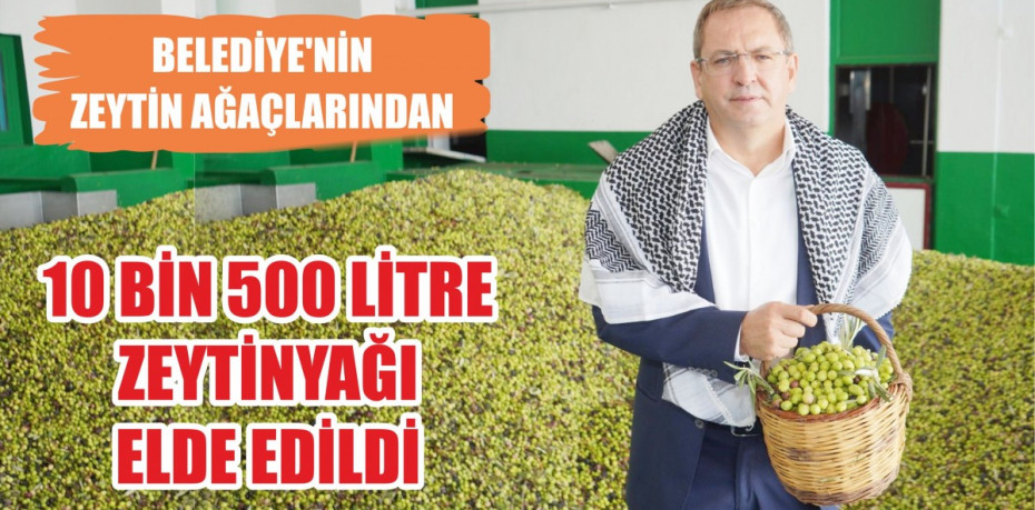 BELEDİYE’NİN ZEYTİN AĞAÇLARINDAN 10 BİN 500 LİTRE ZEYTİNYAĞI ELDE EDİLDİ