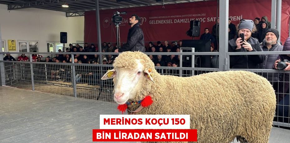 Merinos koçu 150 bin liradan satıldı  