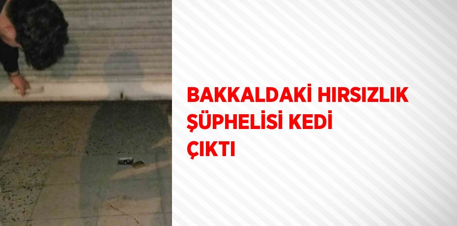 BAKKALDAKİ HIRSIZLIK ŞÜPHELİSİ KEDİ ÇIKTI